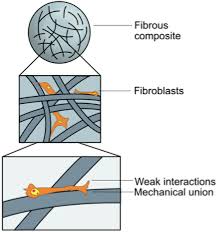 Visit the training and development catalog linkedin learning @ usask Cell Behavior On Silica Hydroxyapatite Coaxial Composite