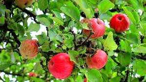Der richtige erntezeitpunkt kann je nach witterung leicht variieren. Apfel Richtig Ernten Und Haltbar Machen Ndr De Ratgeber Garten Nutzpflanzen