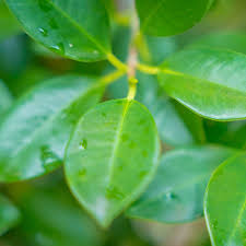 Image result for Grewia microcarpa