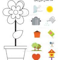 ماذا يحتاج النبات لينمو اوراق عمل علوم مراحل نمو النبتة4 activities kindergarten printables