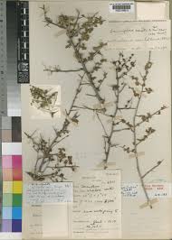 Image result for Commiphora kua