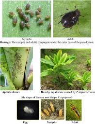 Aphididae), is a major pest of cultivated bananas (musaspp., order zingiberales), primarily due to its role as a vector of banana bunchy top virus(bbtv), the most severe viral disease of banana worldwide. Sucking Pests Of Banana Springerlink