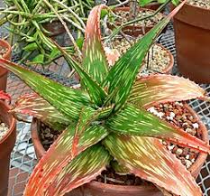 Image result for Aloe bicomitum