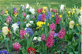 Every domain registrar is required to maintain a publicly viewable whois database that displays contact details (including home address and phone number) for every. Spring Flowers Free Stock Photo Public Domain Pictures
