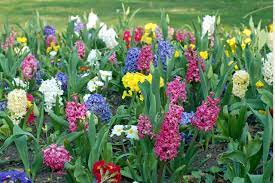 Spring landscape background with fresh spring flowers. Spring Flowers Free Stock Photo Public Domain Pictures