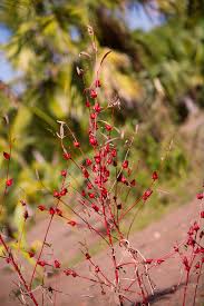 Kemungkinan besar kumbang ini menyusup bersama dengan daun kari kering yang dibawa masuk ke negara ini. Asam Belanda Wikipedia Bahasa Melayu Ensiklopedia Bebas