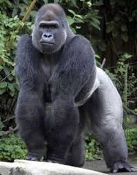 Latest 200 255 Silverback Gorilla Gorilla Animals Beautiful