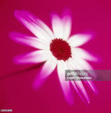 Image result for tbn:HNtrRnQBmFuaxM::www.bluechopsticks.com/img_large/800CC_0805S1015.jpg