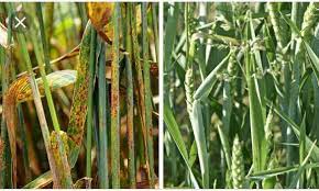 What Fungal Disease Can Lead To A Major Economic Loss In Wheat Crops Brainly In