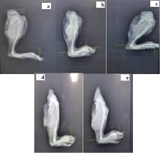 Image result for Aspilia mendoncae