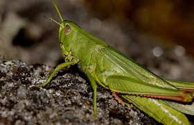 Choose from contactless same day delivery, drive up and more. Grillo Un Insecto Muy Colorido De Los Biomas Tropicales Animales Para Colorear