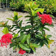 Image result for Ixora narcissodora