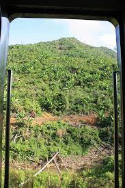 Isi muatan truk sampe muncung kaya gunung. Palm Tree Plantations Beside Railway Line I Was Quite Sadd Flickr