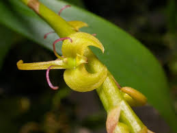 Image result for Bulbophyllum sandersonii