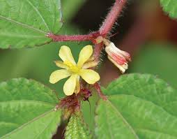 Image result for Corchorus olitorius