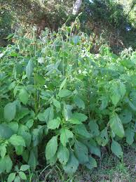 Image result for Crassocephalum crepidioides