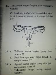 27 Tuliskanlah Empat Bagian Alat Reproduksi Wanita Brainly Co Id Eksternal (sampai vagina) memiliki fungsi kopulasi dan bagian internal memiliki fungsi ovulasi, fertilisasi ovum, transportasi blastocyst, implantasi, pertumbuhan fetus, kelahiran. bagian alat reproduksi wanita