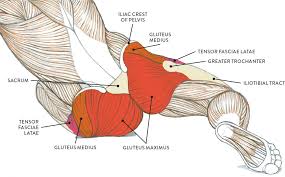 Back pain is one of the most common kinds of pain for adults, and muscle strains. Muscles Of The Leg And Foot Classic Human Anatomy In Motion The Artist S Guide To The Dynamics Of Figure Drawing