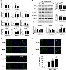 Prostaglandin metabolism in human hair follicle. Hmgb1 Promotes Hair Growth Via The Modulation Of Prostaglandin Metabolism Scientific Reports