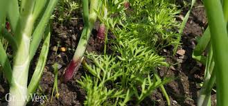 Wählen sie ihre nächste destination ! Companion Planting For Vegetable Gardens