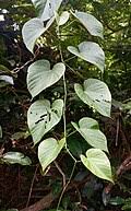 Image result for Cissus humbertii