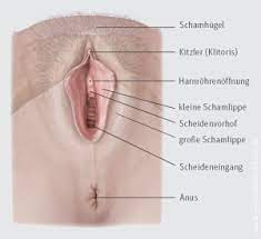 Die äußeren schamlippen können mit eigenfett oder. Aufbau Und Funktion Der Weiblichen Geschlechtsorgane