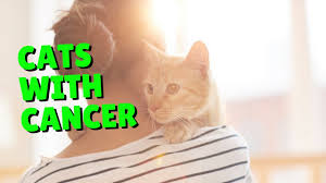 Pet cbd is made with the same powerful. Cbd For Cats With Cancer Two Crazy Cat Ladies Youtube