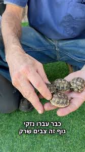 רבים טועים לחשוב שלקחת צב מהטבע ולגדל אותו בבית זה עניין פשוט ומהנה, אך  אינם מודעים לנזקים ולסבל שנגרמים לצבים כתוצאה מטיפול לא נכון., אנחנו שמחים  לארח את פרופ’ עידו צורי