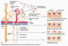 Urinary Anatomy Medical Laboratory Science Anatomy Anatomy And Physiology