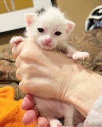 Dapper Daniel Diapurrman