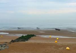 Chevaux Plage Cabourg France Normandie Cheval Mareebasse Film Romantique Festival De Film Cabourg