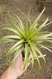 Image result for Brachychloa