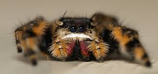 We did not find results for: Phidippus Otiosus