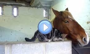 We did not find results for: Video D Un Chat Et D Un Cheval Qui Se Font Des Calins Trop Mignon Lol Chat Images Photos Et Videos De Lolcats