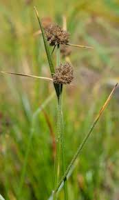 Image result for Fuirena pachyrrhiza