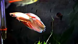 Betta Eating Earthworm Yummy Worm Youtube
