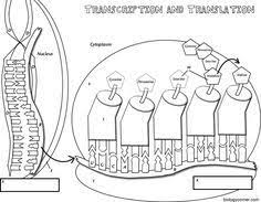 Coloring worksheet that explains transcription and translation transcription coloring transcription coloring transcription. 360 Teach Science Ideas Teaching Science Science Science Classroom