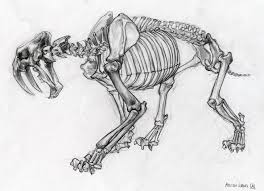 Shkeeeeeeeeean Skeleton Drawings Dinosaur Drawing Tiger Skull
