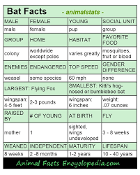 Bat Facts Animal Facts Encyclopedia