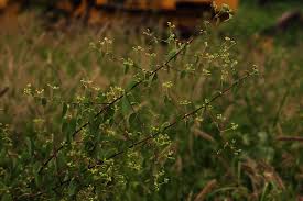 Image result for Helinus integrifolius