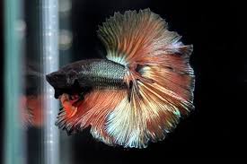 35 Stunning Betta Splendens With Images Betta Betta Fish Halfmoon Betta