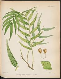 Image result for Arthropteris
