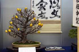 But you could also try the blueberry, cherry or quince. Top 10 Bonsai Fruit Trees Bonsai Empire