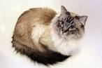 Long-haired Cat Breeds - Cat Breeds Encyclopedia