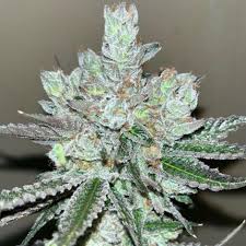 Image result for Silver Haze 1968 Imperial