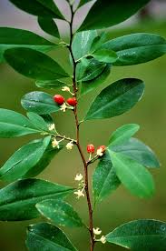Image result for Erythroxylaceae