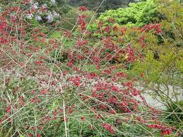 Image result for Clerodendrum fasciculatum
