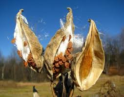 If the center seam pops with other swcd's collecting common milkweed pods: Harvesting Milkweed Seed A Pod And A Plan Xerces Society