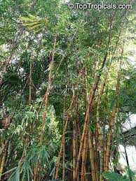 Image result for Bambusa