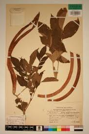 Image result for Markhamia zanzibarica